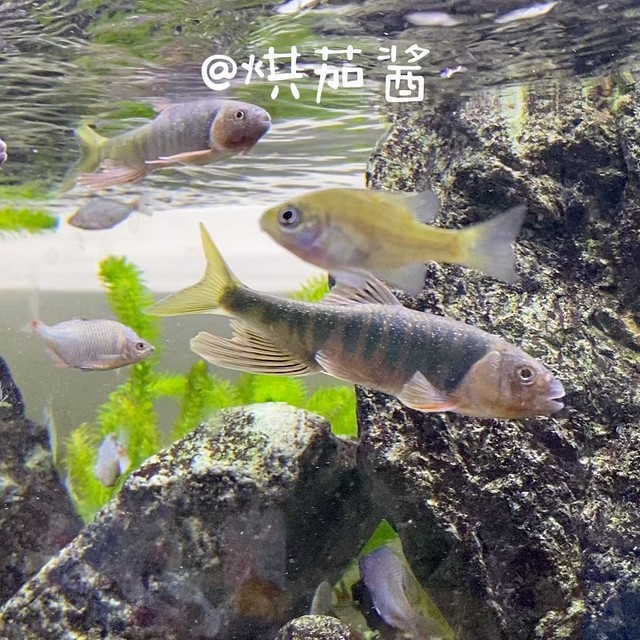 自制簡單魚缸過濾器