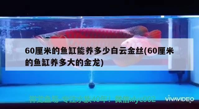 60厘米的魚缸能養多少白云金絲(60厘米的魚缸養多大的金龍)