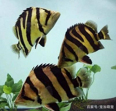 印尼虎和泰國虎哪個厲害：印尼虎和泰國虎哪個更厲害