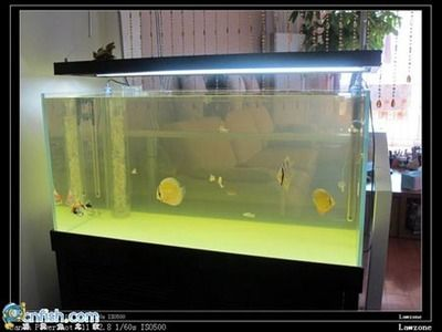 成品魚缸改底濾視頻：如何將現有的成品魚缸改造成底濾魚缸
