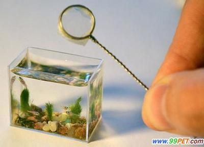 10厘米魚缸造景多少錢：10厘米魚缸造景價格