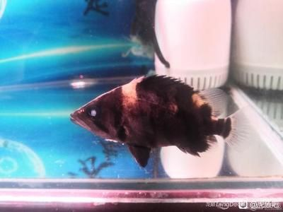 虎魚眼里有白點：虎魚眼睛上有白點怎么辦