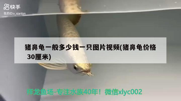 豬鼻龜一般多少錢一只圖片視頻(豬鼻龜價格30厘米)