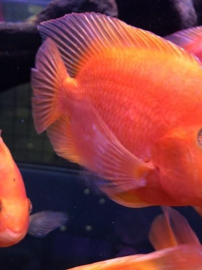 龍魚水霉vs祥龍魚場：祥龍魚場的龍魚水霉病的治療方法
