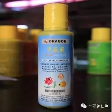 魟魚水霉病的日常護理：魟魚水霉病日常護理