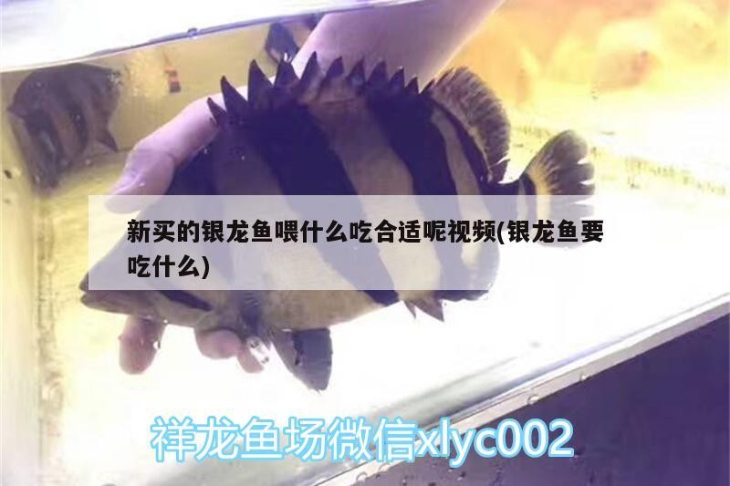 新買的銀龍魚喂什么吃合適呢視頻(銀龍魚要吃什么)