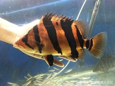 虎魚和鸚鵡魚如何混養(yǎng)：虎魚和鸚鵡魚可以混養(yǎng)嗎
