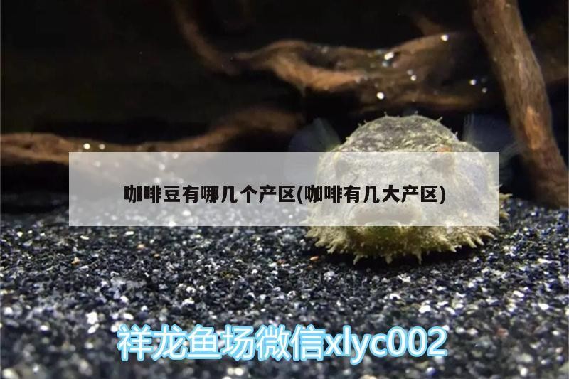 咖啡豆有哪幾個產區(咖啡有幾大產區)