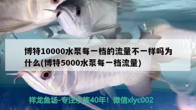 博特10000水泵每一檔的流量不一樣嗎為什么(博特5000水泵每一檔流量)