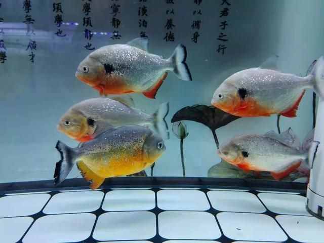 虎魚吃泥鰍好還是草金魚好：虎魚吃泥鰍好還是草金魚好，