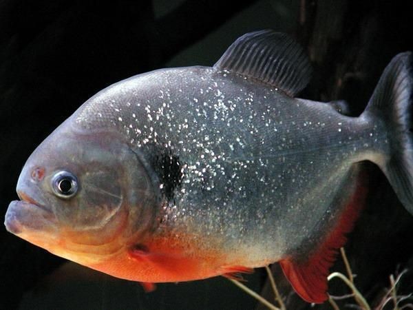 虎魚吃泥鰍好還是草金魚好：虎魚吃泥鰍好還是草金魚好，