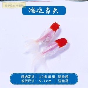 虎魚吃泥鰍好還是草金魚好：虎魚吃泥鰍好還是草金魚好，