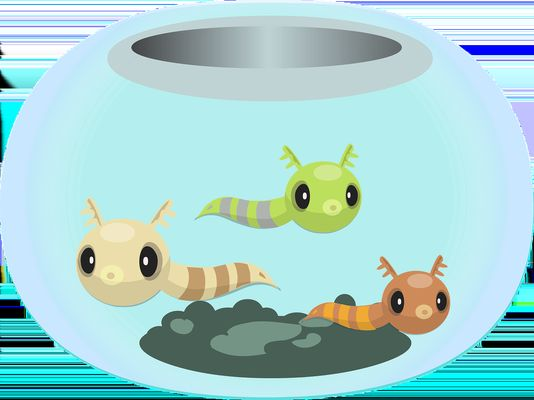 紅龍魚跟金龍魚誰貴：紅龍魚與金龍魚市場價格波動原因