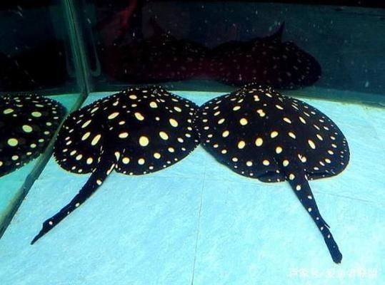 雄性BD魟魚活躍行為的表現:如何判斷雄性bd魟魚的活躍行為 魟魚百科 第5張 雄性BD魟魚活躍行為的表現:如何判斷雄性bd魟魚的活躍行為 雄性BD魟魚活躍行為的表現:如何判斷雄性bd魟魚的活躍行為 魟魚百科 第5張