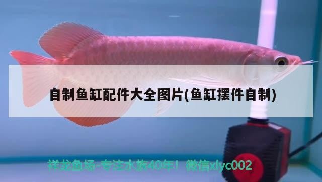 自制魚缸配件大全圖片(魚缸擺件自制)