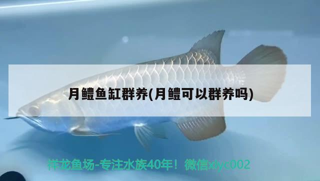 月鱧魚缸群養(月鱧可以群養嗎)
