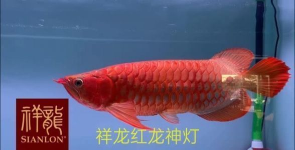 紅龍魚燈光位置擺放圖