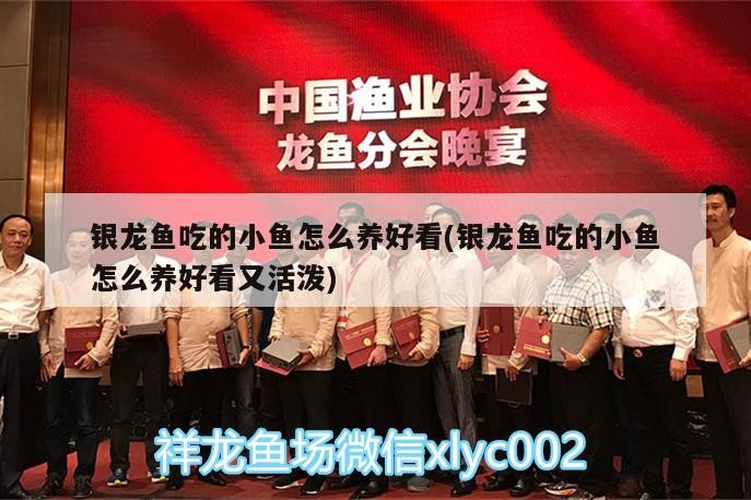 銀龍魚吃的小魚怎么養(yǎng)好看(銀龍魚吃的小魚怎么養(yǎng)好看又活潑)