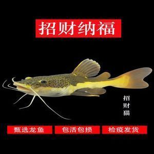 龍魚怎么驅蟲檢疫的vs祥龍魚場：祥龍魚場驅蟲流程龍魚隔離檢疫注意事項