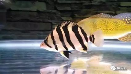 雜紋虎魚長什么樣：雜紋虎魚具有獨特的外觀特征