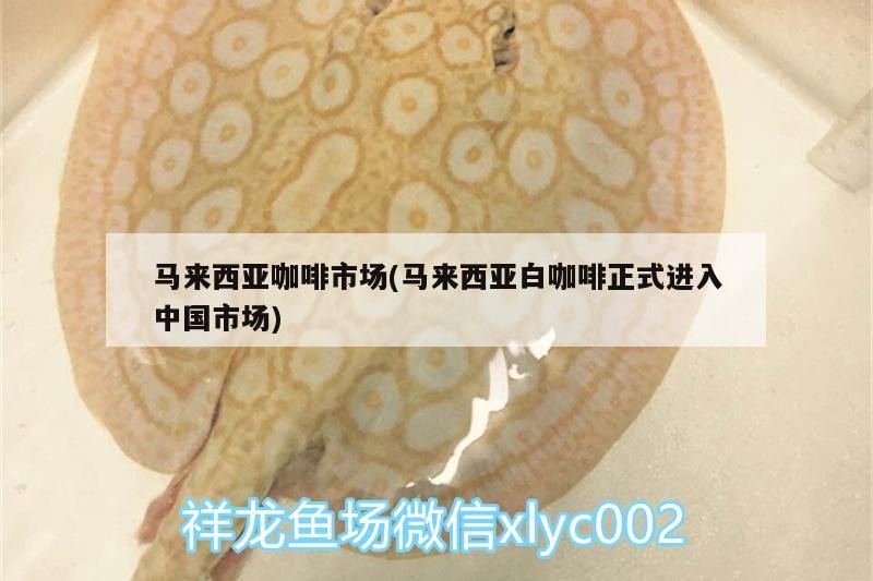馬來西亞咖啡市場(chǎng)(馬來西亞白咖啡正式進(jìn)入中國(guó)市場(chǎng))