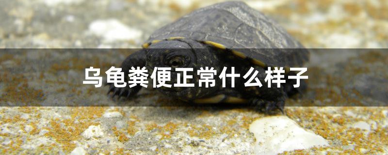 烏龜糞便正常什么樣子