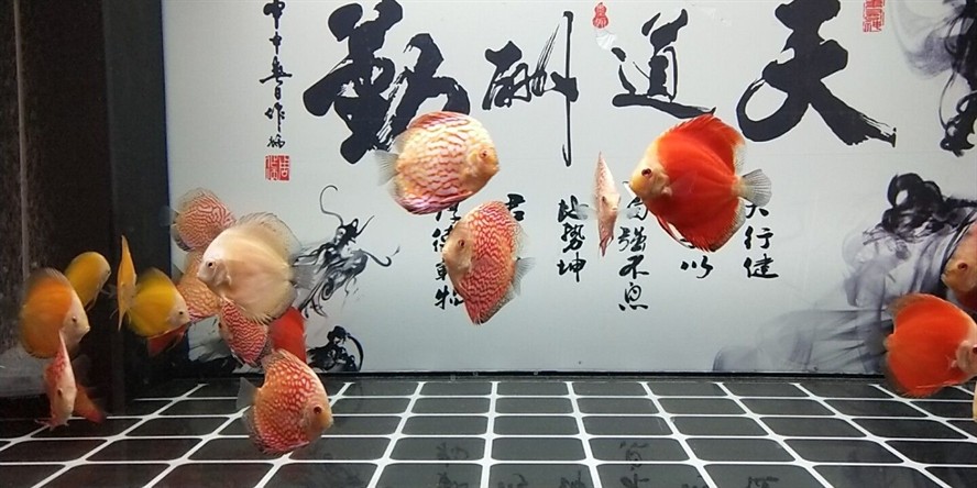 彩彩彩