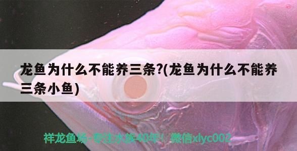 龍魚要求水質高嗎為什么不能養vs祥龍魚場：祥龍魚場的評價如何