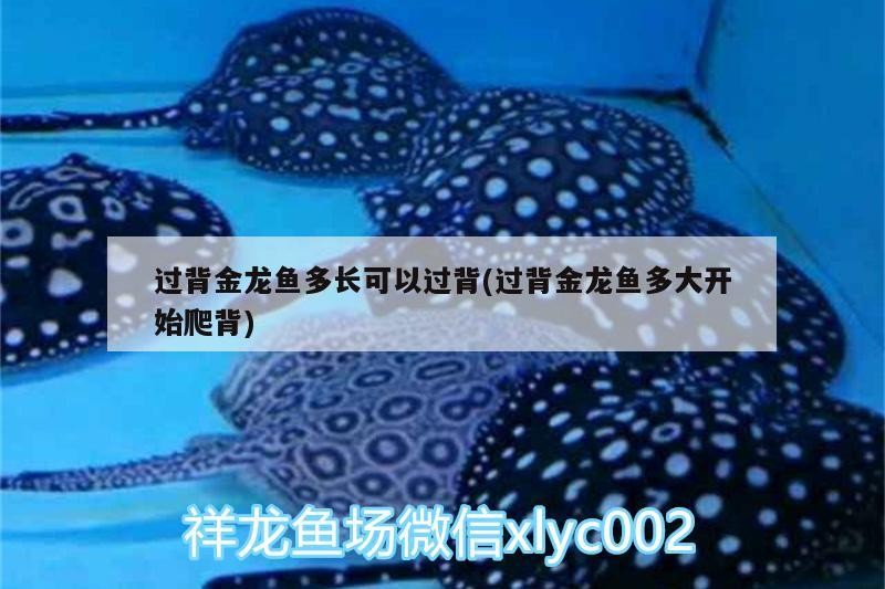 過(guò)背金龍魚多長(zhǎng)可以過(guò)背(過(guò)背金龍魚多大開(kāi)始爬背)