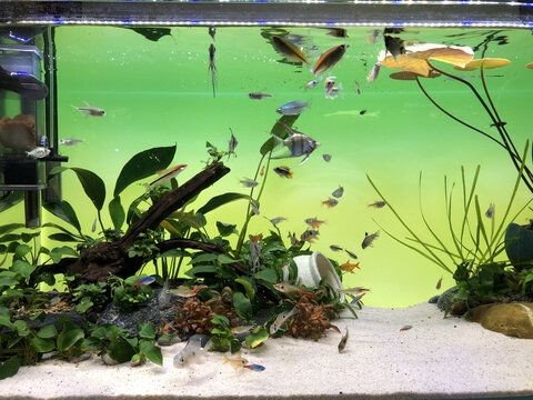 虎魚魚缸背景圖：虎魚魚缸背景圖的設計和選擇