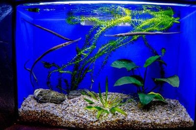 虎魚魚缸背景圖：虎魚魚缸背景圖的設計和選擇
