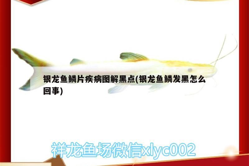 銀龍魚鱗片疾病圖解黑點(銀龍魚鱗發黑怎么回事)