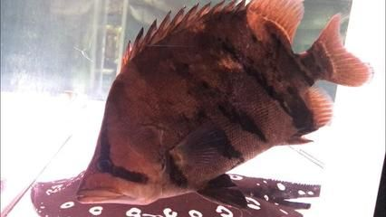 虎魚身上黑紋沒了怎么辦：\"虎魚身上黑紋沒了怎么辦
