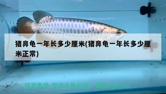 豬鼻龜一年長多少厘米(豬鼻龜一年長多少厘米正常)