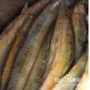 龍魚干蝦有營養嗎 寧波森森魚缸專賣店地址電話(寧波森森水族) 馬來西亞咖啡 寧波森森魚缸專賣店地址電話(寧波森森水族) 寧波森森魚缸專賣店地址電話(寧波森森水族) 馬來西亞咖啡