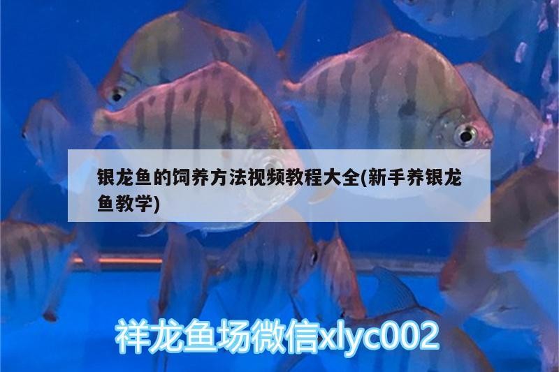 飼料 銀龍魚的飼養方法視頻教程大全(新手養銀龍魚教學) 銀龍魚百科 銀龍魚的飼養方法視頻教程大全(新手養銀龍魚教學) 銀龍魚的飼養方法視頻教程大全(新手養銀龍魚教學) 銀龍魚百科
