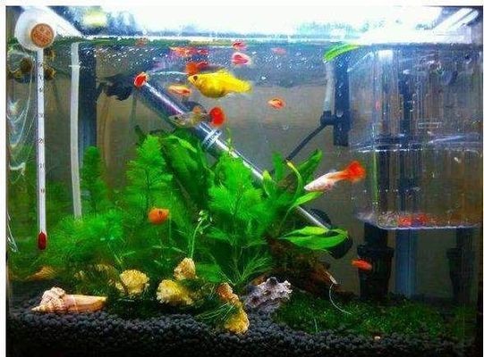 東勝區(qū)魚緣水族館（東勝區(qū)魚緣水族館電話）