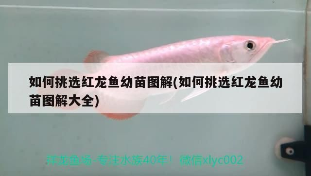 如何挑選紅龍魚幼苗圖解：挑選優質紅龍魚幼苗是一項需要專業知識和經驗和經驗的任務