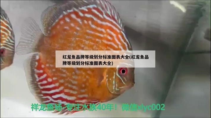 如何挑選紅龍魚幼苗圖解：挑選優質紅龍魚幼苗是一項需要專業知識和經驗和經驗的任務