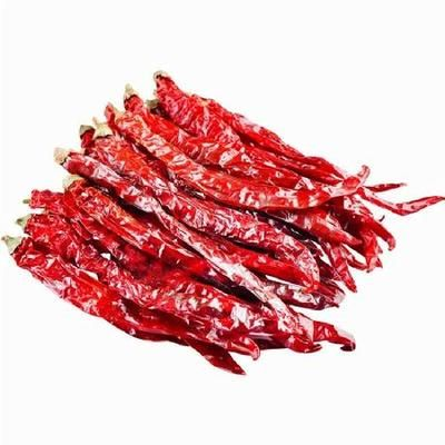 辣椒紅龍食物選擇指南：辣椒紅龍人工飼料推薦，辣椒紅龍食物搭配比例