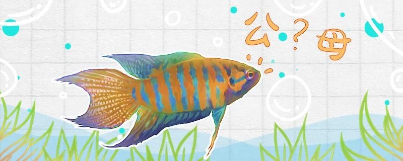 怎么判斷魚的公母常見觀賞魚如何分辨公母