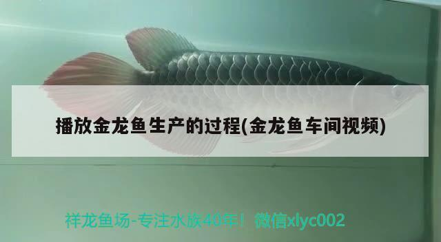 播放金龍魚生產的過程(金龍魚車間視頻)