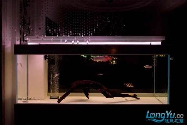 紅龍魚夜間照明方案推薦：如何選擇適合紅龍魚的led燈