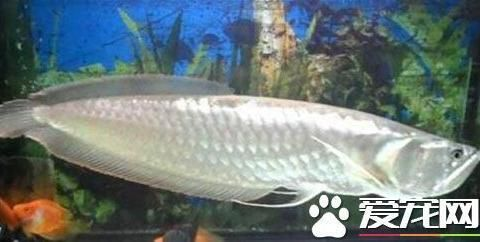 紅龍魚跟銀龍混養好不好：紅龍魚和銀龍魚可以混養嗎？