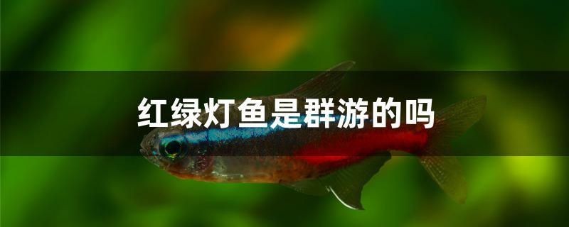 紅綠燈魚是群游的嗎