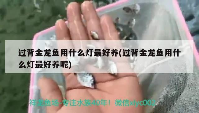 過背金龍魚用什么燈最好養(yǎng)(過背金龍魚用什么燈最好養(yǎng)呢)