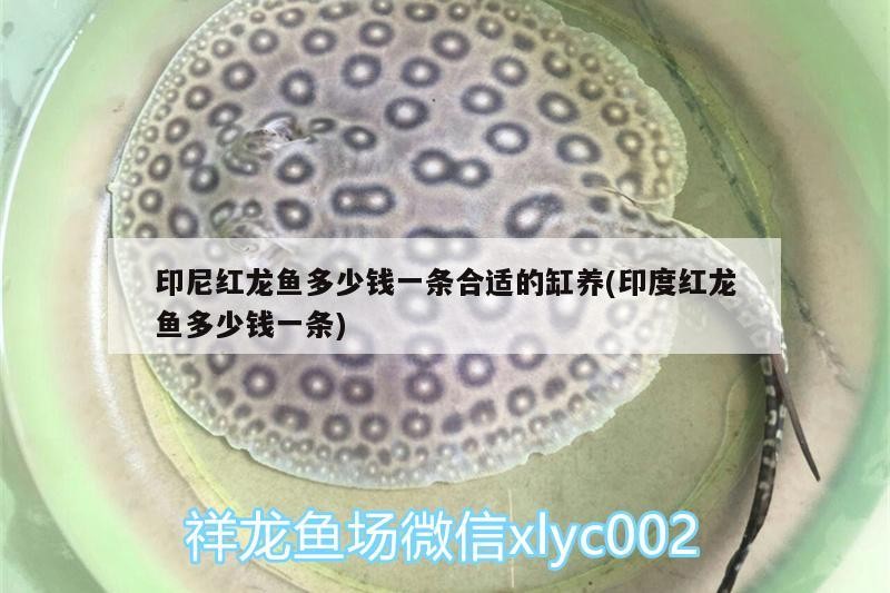 印尼紅龍魚多少錢一條合適的缸養(印度紅龍魚多少錢一條)