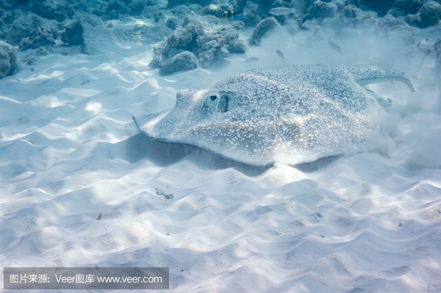 魟魚掉刺代表什么動物：魟魚掉刺代表什么動物，[需手動填充]魚掉刺代表什么動物