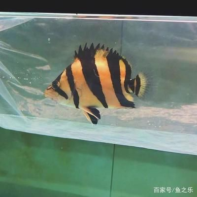 養泰虎需要多大缸:養泰虎需要多大缸, 虎魚百科 第2張 養泰虎需要多大缸:養泰虎需要多大缸, 養泰虎需要多大缸:養泰虎需要多大缸, 虎魚百科 第2張