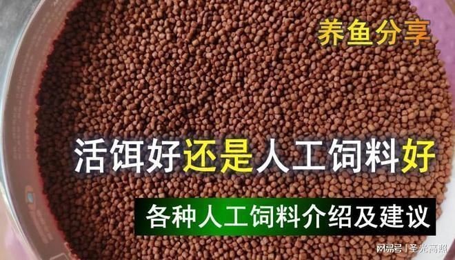 喂龍魚的活飼料魚怎么處理vs祥龍魚場：喂龍魚的活飼料魚的養(yǎng)殖方法如何防止飼料魚污染水質